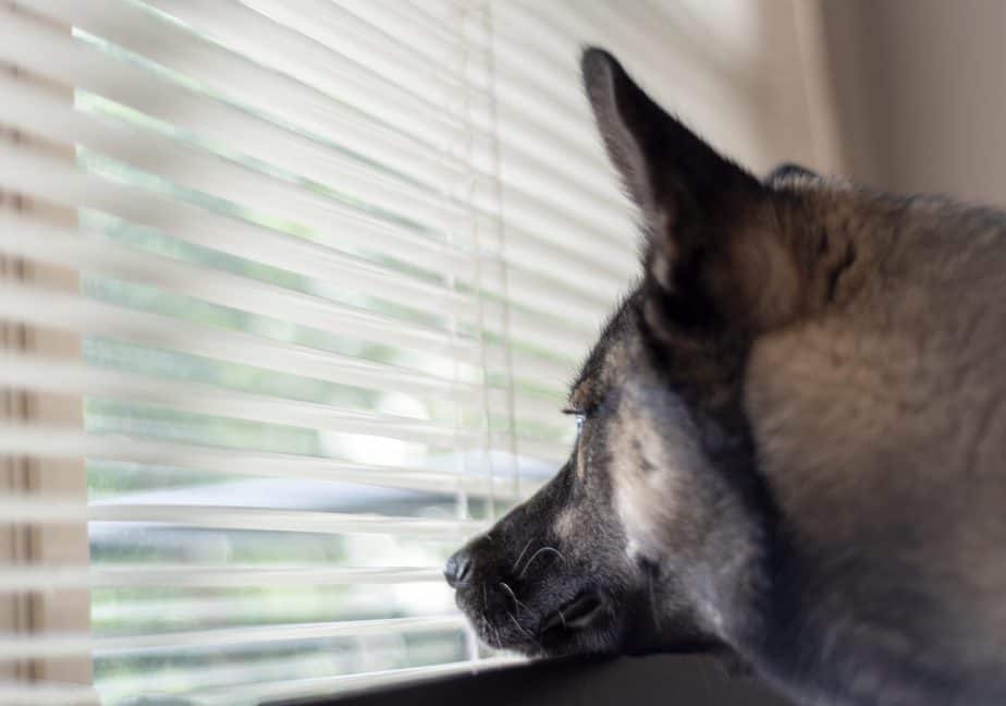 9 Dog Proof Blinds - Best in Market